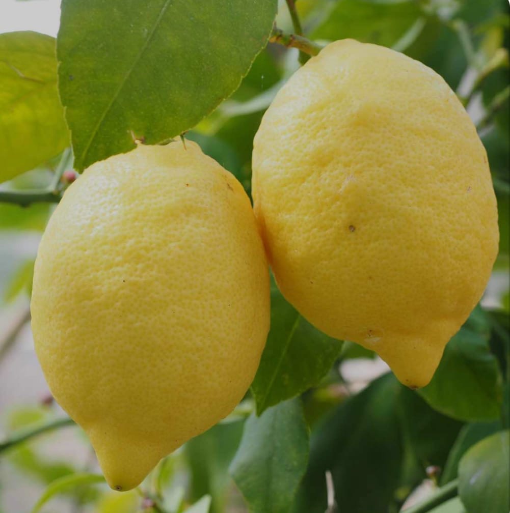 Cassetta da (15kg + 1kg) Limoni